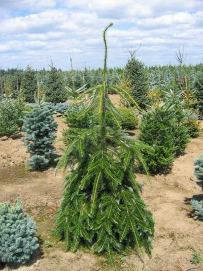 Sapin blanc 'Green Spiral'