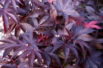 Japanese Maple