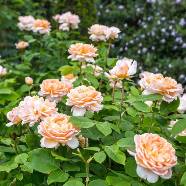 Rosa 'The Lady Gardener' (Austin)