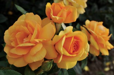 Rosa grandiflora 'South Africa Sunbelt'
