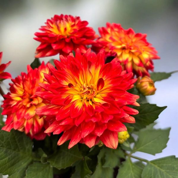 Dahlia Maggiore 'Fun Flame'