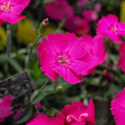 Oeillet 'Mad Magenta'