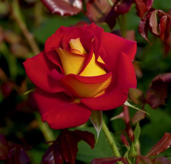 Rosa floribunda 'Ketchup N Mustard'
