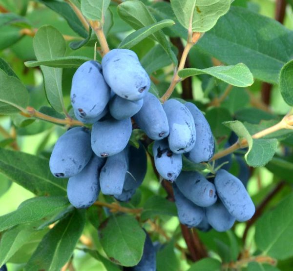 Lonicera caerulea 'Boreal Beast'
