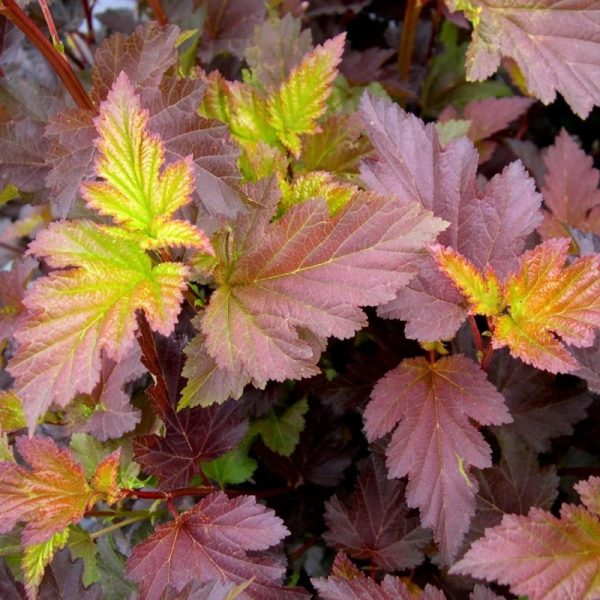 Physocarpus opulifolius 'Center Glow' STD