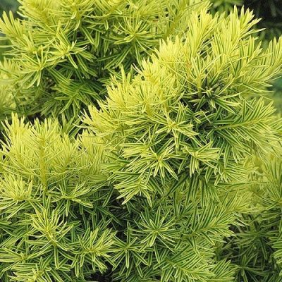 Taxus cuspidata 'Dwarf Bright Gold'