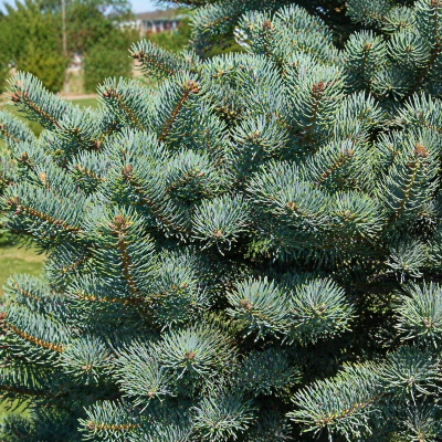 Abies concolor