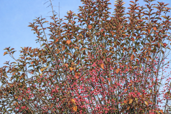 Euonymus europaeus (sur tige)