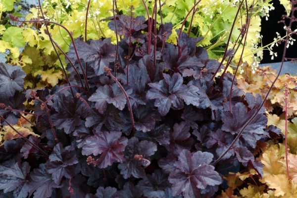 Heuchera 'Obsidian'