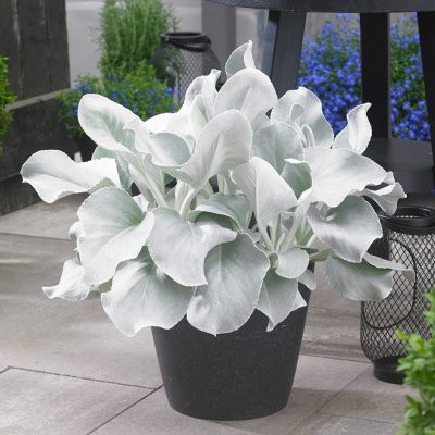 Senecio 'Angel Wings'