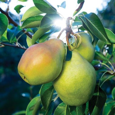 Pyrus communis 'Cold Snap'