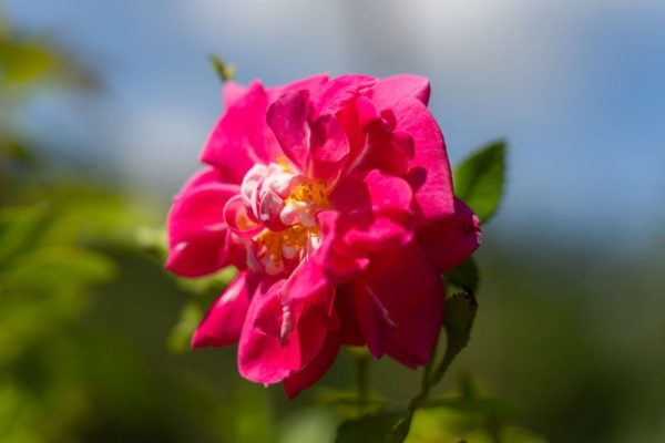 Rosa 'William Baffin' (sur tige)