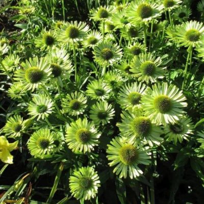 Echinacea 'Sunseekers Apple Green'