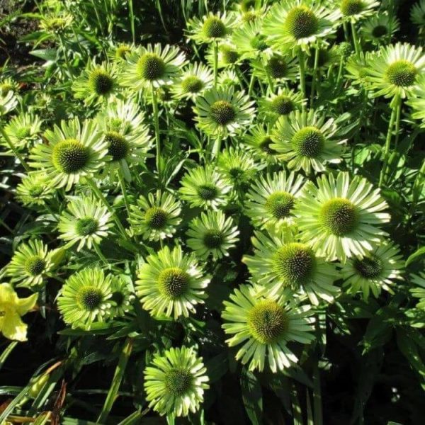 Echinacea 'Sunseekers Apple Green'