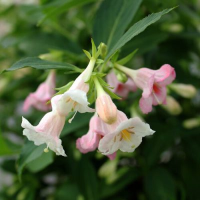 Weigela florida ‘Sonic Bloom Pearl’