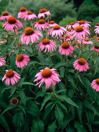 Echinacea purpurea