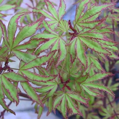 Acer palmatum 'Ao Kanzashi'