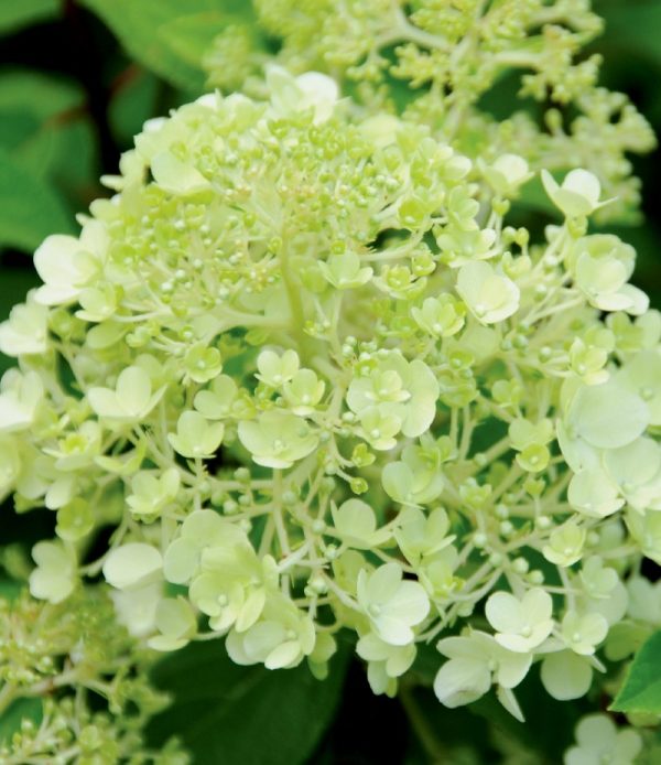 Hydrangea paniculata 'Bobo' PW STD
