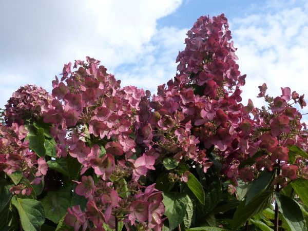 Hydrangea paniculata 'Mega Mindy' STD