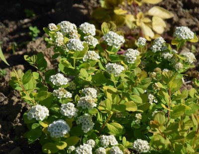 Spirée à feuilles de bouleau 'Tor Gold'