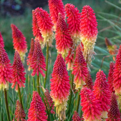 Kniphofia x 'Rocket's Red Glare'