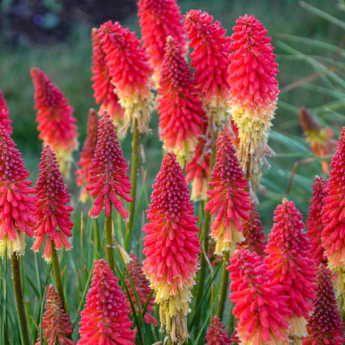 Kniphofia x 'Rocket's Red Glare'