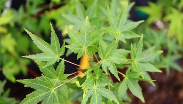 Érable du Japon 'Ryusen' (sur tige)