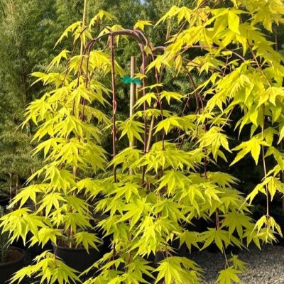 Acer palmatum 'Yellow Cascade'