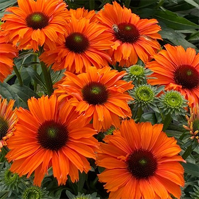 Echinacea 'Sunseekers Mineola'