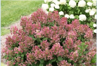 Hydrangea paniculata 'Little Quick fire' PW (sur tige)