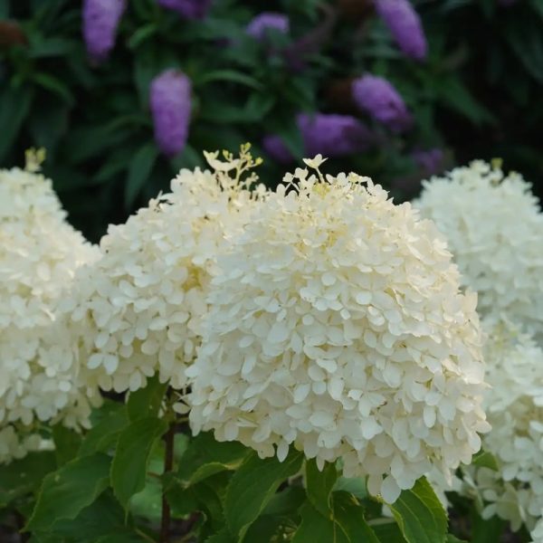 Hydrangea paniculata 'Puffer Fish' PW