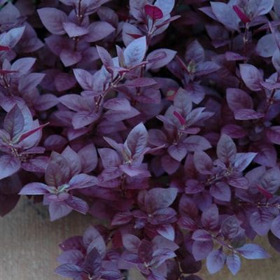 Alternanthera 'Little Ruby'