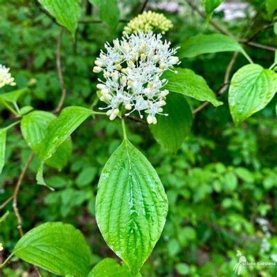 Cornouiller à feuilles alternes STD