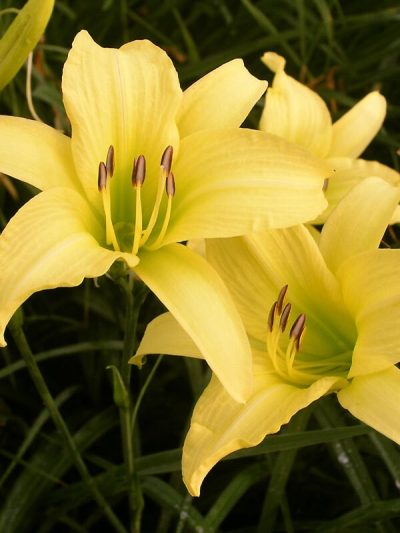 Hemerocallis 'Hyperion'