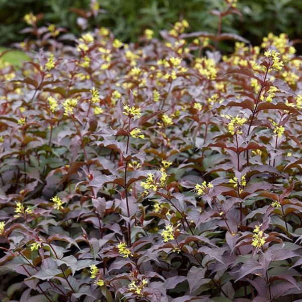 Diervilla rivularis 'Troja Black'