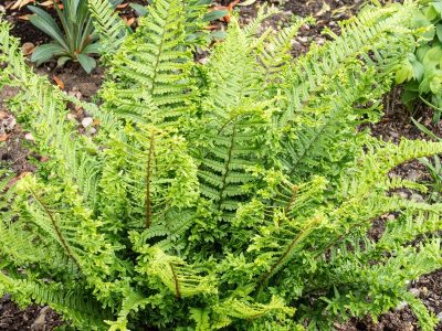Golden Shield Fern
