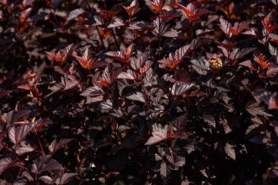 Physocarpus opulifolius 'Ginger Wine' PW STD