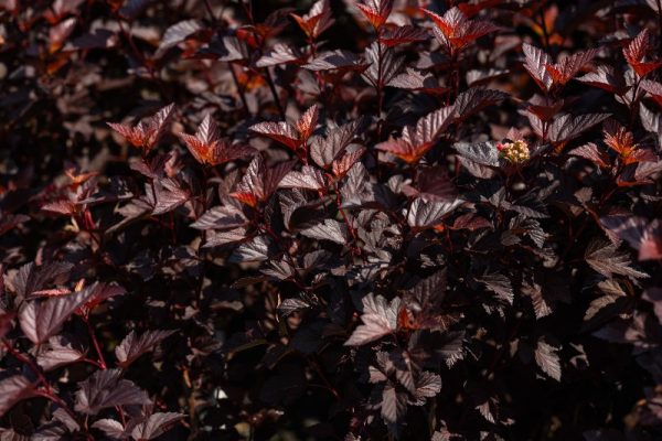 Physocarpus opulifolius 'Ginger Wine' PW STD