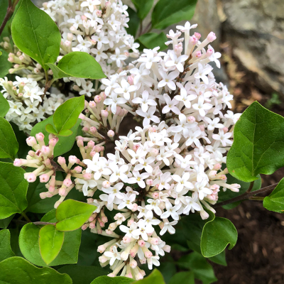 Pearl Potion Lilac Standard