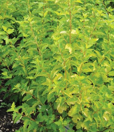 Physocarpus opulifolius 'Lemon Candy' STD