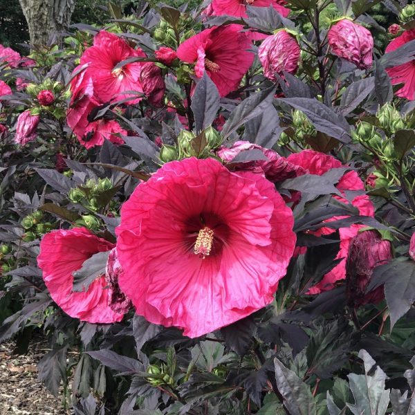 Hibiscus à fleurs roses