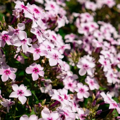 Phlox paniculé 'Confetti Cake' BE