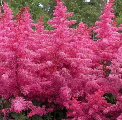False spiraea