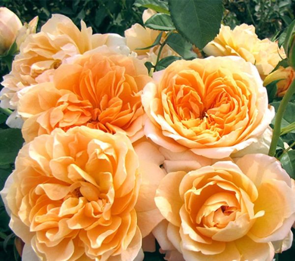 Rosa floribunda 'Forever Amber'