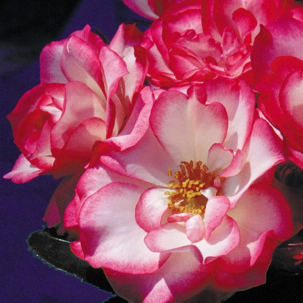 Rosa floribunda 'Tabris'