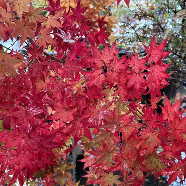 Acer palmatum 'Beni Maiko'