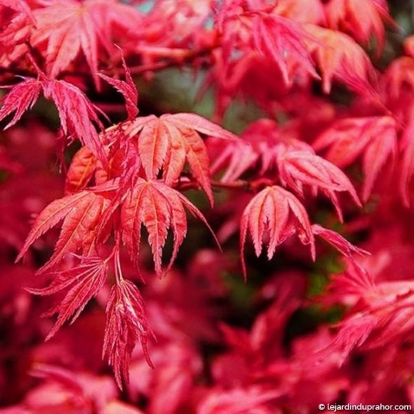 Acer palmatum 'Beni maiko'