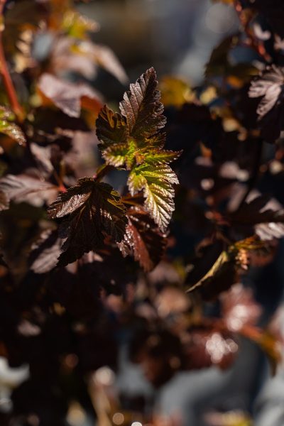 Physocarpus opulifolius 'Diabolo' STD