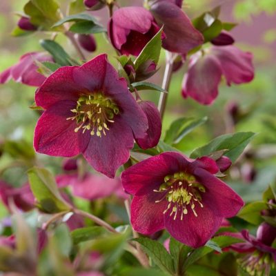 Helleborus x 'Spring Sparkle Red'