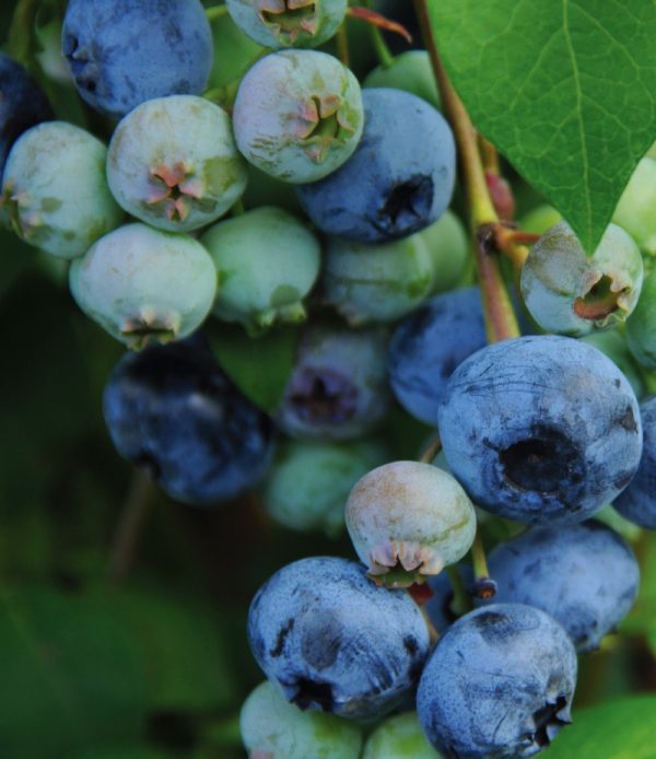 Vaccinium corymbosum 'Blue Crop' (sur tige)